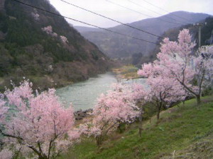 庄川峡の桜.jpg