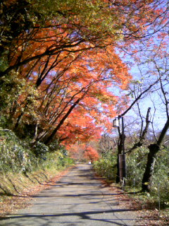 卯辰山紅葉（３）