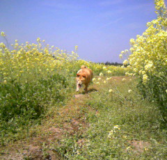 菜の花畑のミルチャン.jpg