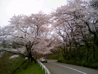 卯辰山のさくら（２）