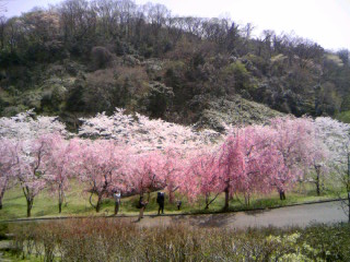 卯辰山の桜（２）