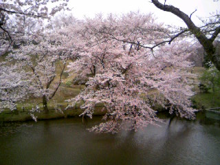 奥卯辰山のさくら