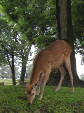 興福寺の鹿
