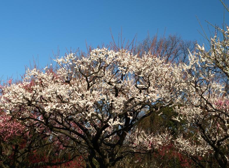 東山植物園の梅