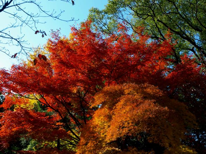 紅葉＆シダレモミジ