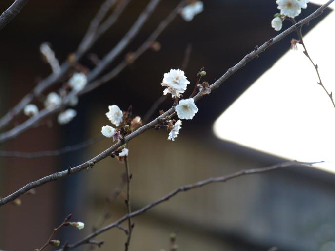 子福桜