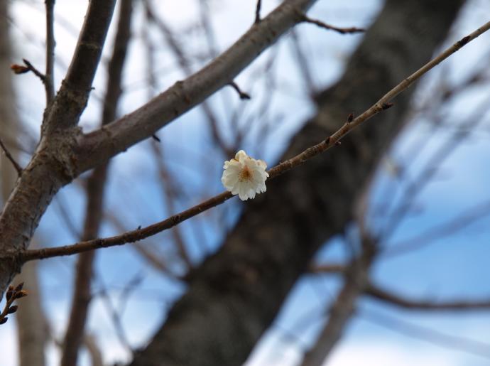 子福桜ひとひら