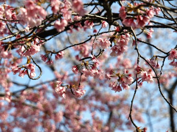 河津桜