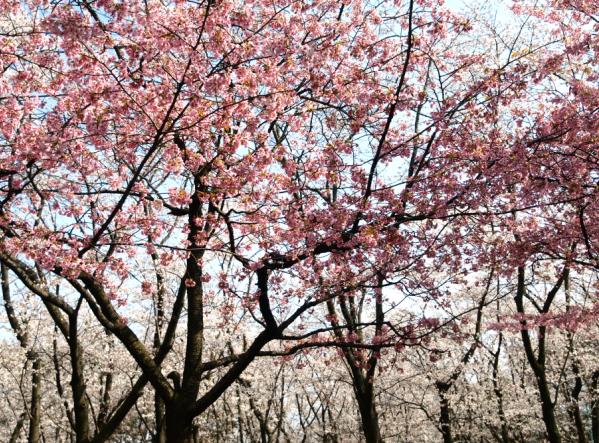 河津桜と染井吉野