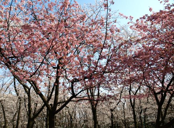 河津桜と染井吉野