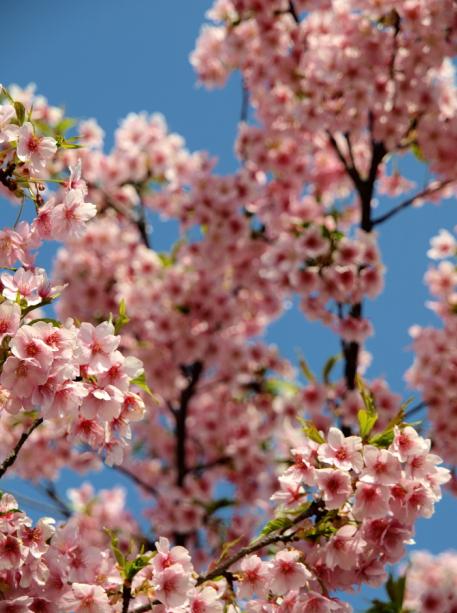 河津桜