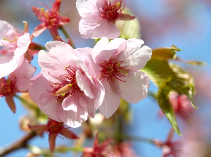 河津桜