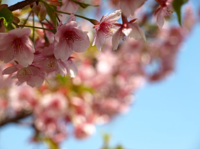 河津桜