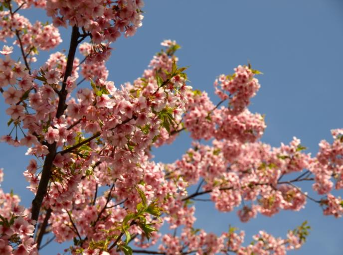 河津桜