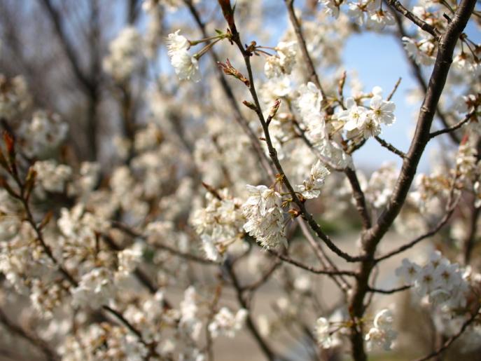 寒桜