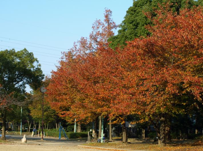 公園の中の朱