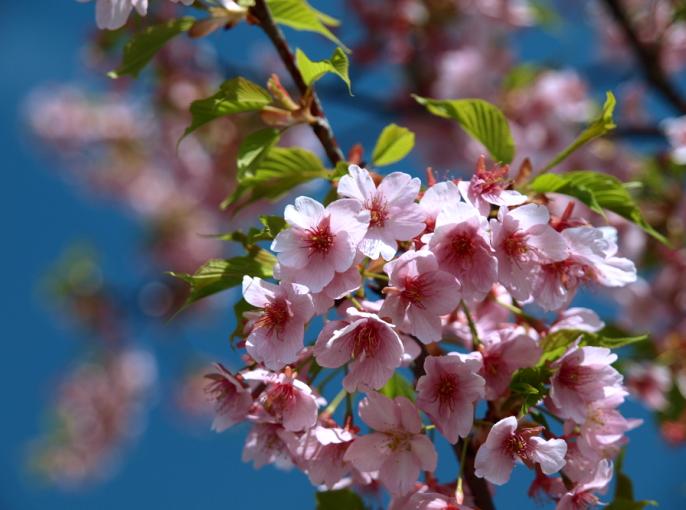 河津桜