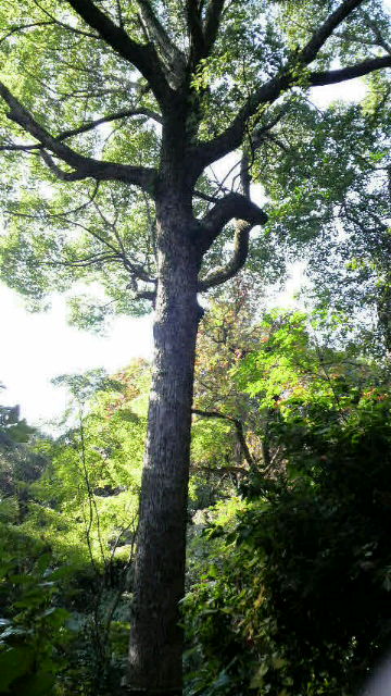 11月8日廣田の杜