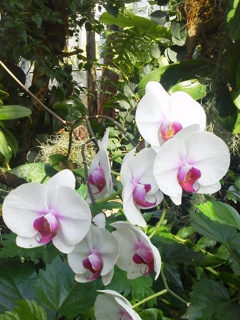 高知牧 野植物園