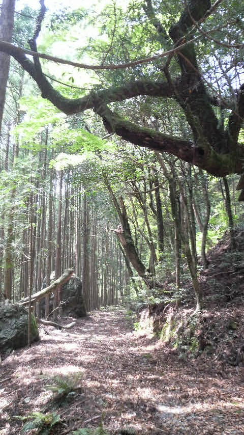 鳥居杉