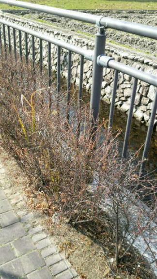 桜並木、用水路