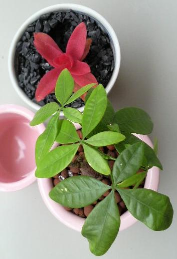 2009/02/09　パキラちゃんと火祭ちゃん。