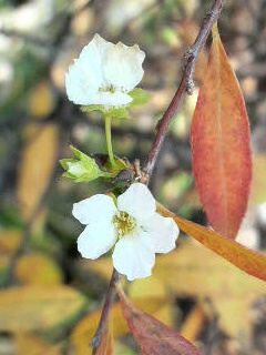 桜並木、用水路