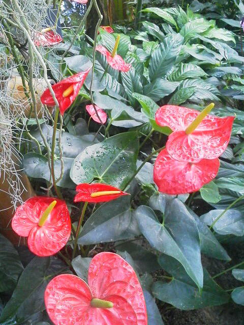 高知牧 野植物園