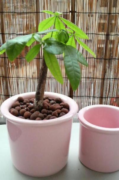 2009/02/09　パキラちゃん