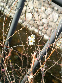桜並木、用水路