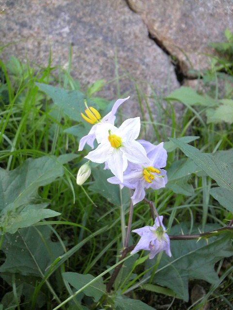 まだ夏を惜しむ草花