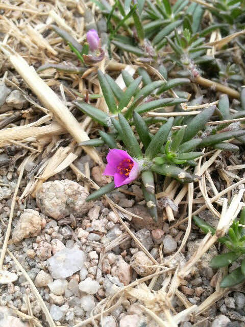 まだ夏を惜しむ草花