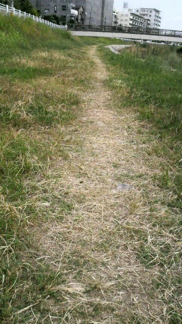 まだ夏を惜しむ草花