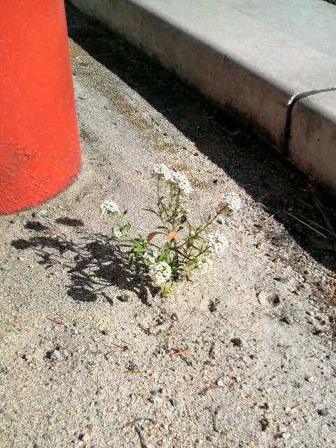 ポストの足元に花が。アリッサムかな。