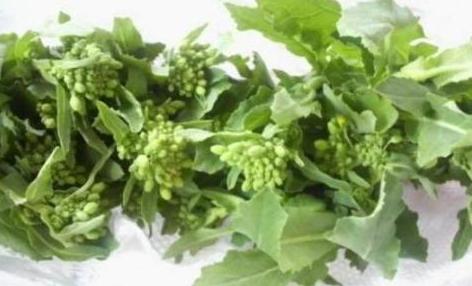 2009/03/23　菜の花♪