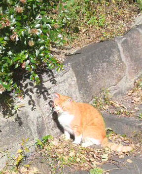 住吉さん境内で
