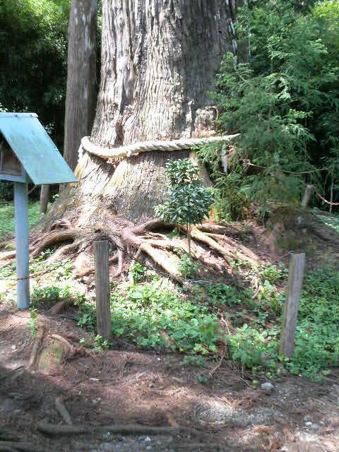 小村神社の牡丹杉