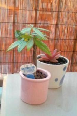 2008-12-08 パキラと火祭りちゃん