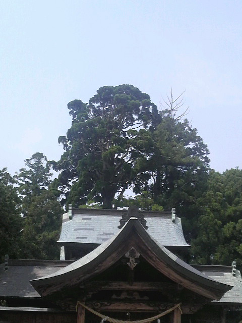 小村神社の牡丹杉