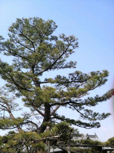 尾上の松（五代目）