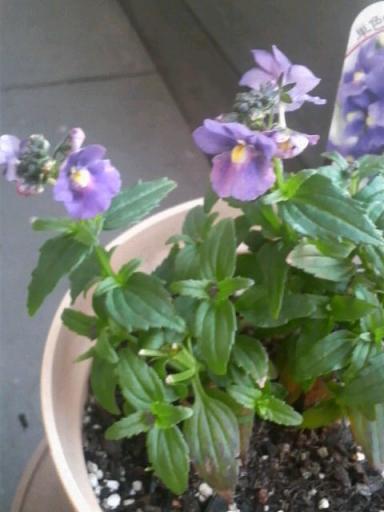 2008-12-08 　ネメシアメロウ