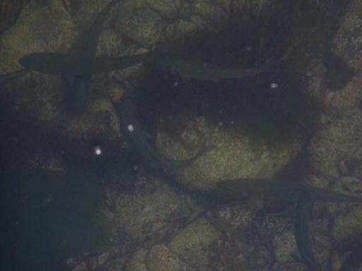 天橋立    小天橋から　d