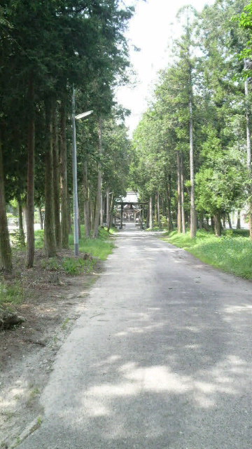 小村神社の牡丹杉