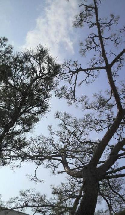 尾上神社  尾上の松