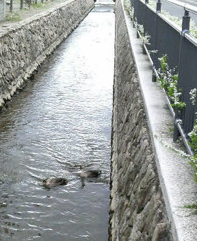 2009/03/25 　今日は春時雨。百間樋川に鴨ちゃん♪