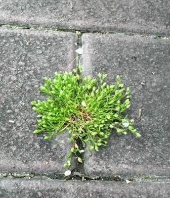 2009/03/25 　春時雨。アスファルトに咲く花のように♪