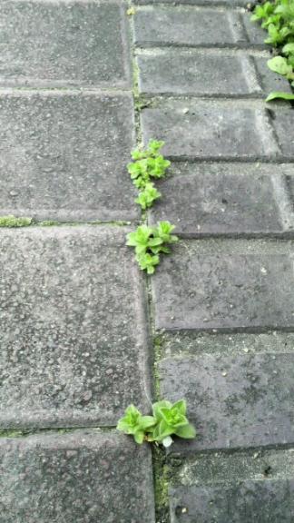 2009/03/25 　春時雨。アスファルトに咲く花のように♪