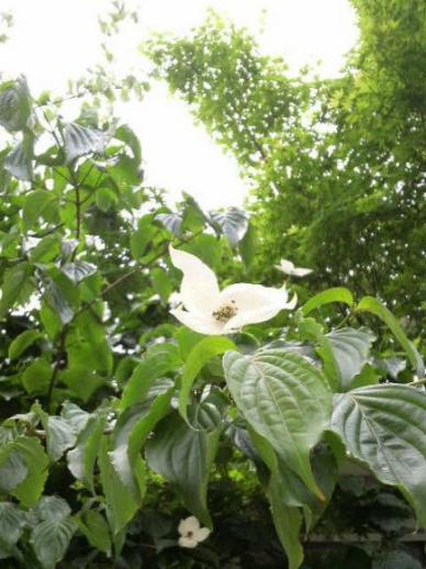 2009/05/27 　駅前の植え込みつぼみ、若葉、実。。。