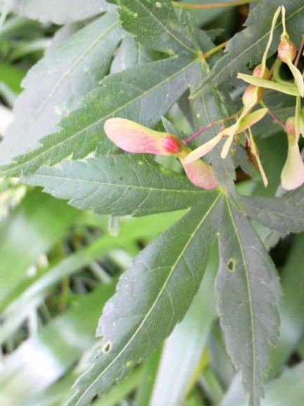 2009/05/27 　駅前の植え込みつぼみ、若葉、実。。。