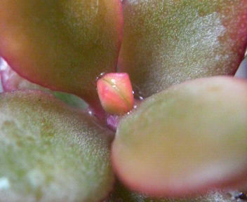 葉牡丹の花と多肉